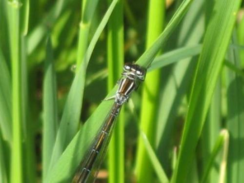 Réf. 57 880 : Coenagrion puella
