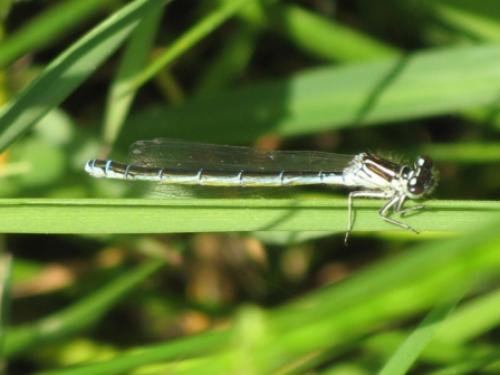 Réf. 57 879 : Coenagrion puella
