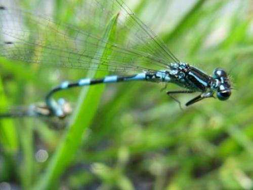Réf. 57 883 : Coenagrion mercuriale