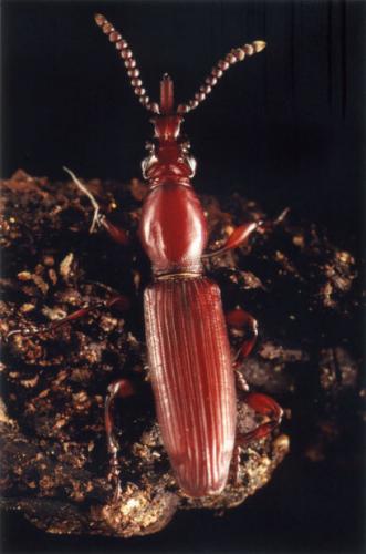 Réf. 57 149 : Amorphocephala coronata
