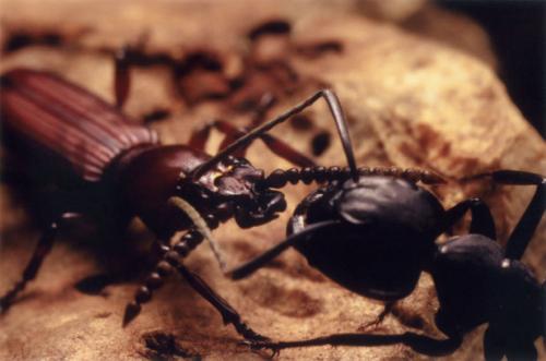 Réf. 57 157 : Amorphocephala coronata