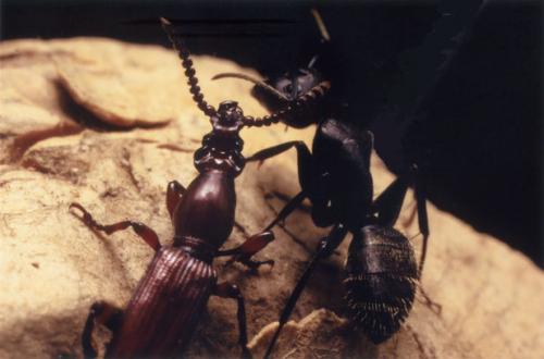Réf. 57 152 : Amorphocephala coronata