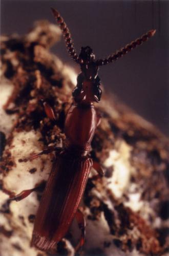 Réf. 57 150 : Amorphocephala coronata
