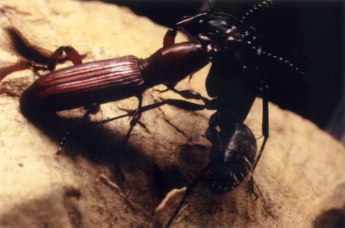 Réf. 57 154 : Amorphocephala coronata