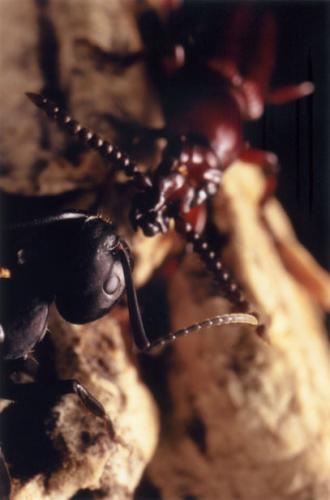 Réf. 57 156 : Amorphocephala coronata