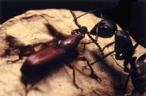 Amorphocephala coronata