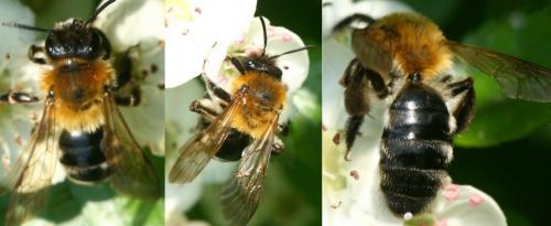 Andrena nitida