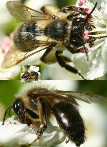 Andrena sp.