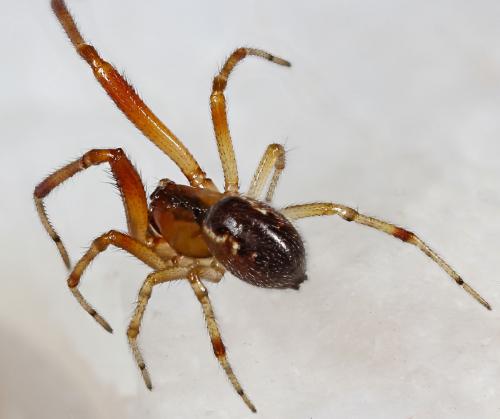 Réf. 57 855 : Anelosimus vittatus