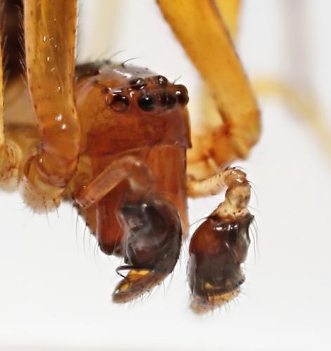 Réf. 57 857 : Anelosimus vittatus