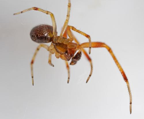 Réf. 57 856 : Anelosimus vittatus