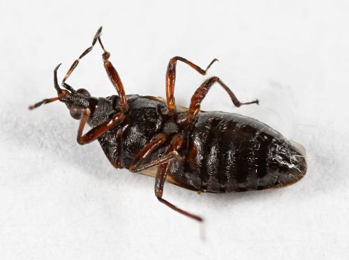 Réf. 57 743 : Anthocoris nemoralis