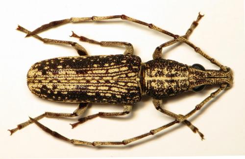 Phloeopemon cinereum