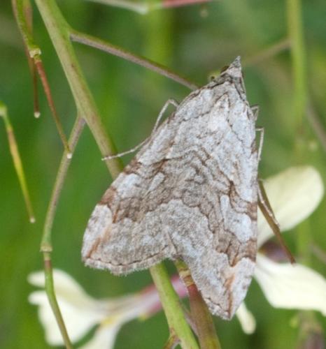 Aplocera sp.