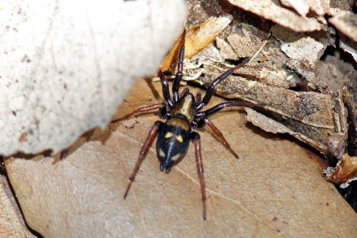Callilepis sp.