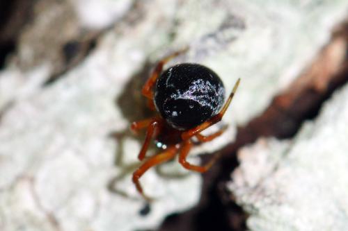 Parasteatoda lunata