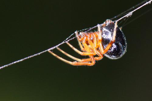 Parasteatoda lunata