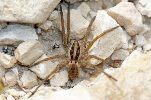 Hogna radiata