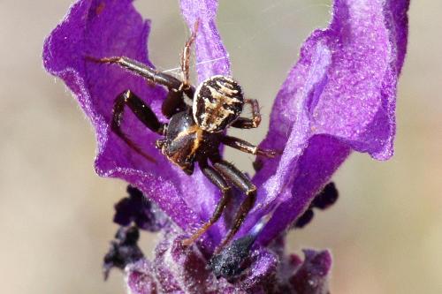 Xysticus sp.