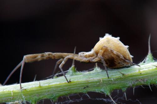 Uloborus walckenaerius