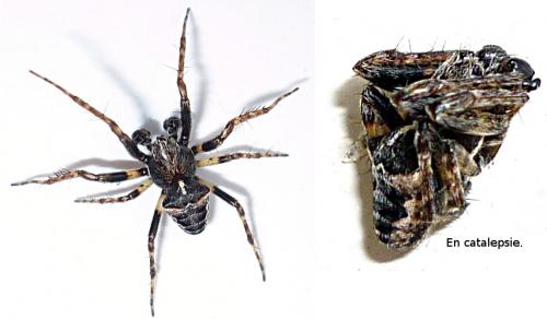 Réf. 57 342 : Gibbaranea bituberculata