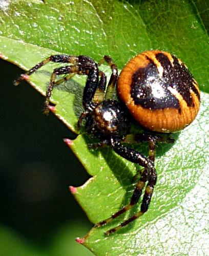 Réf. 57 975 : Synema globosum