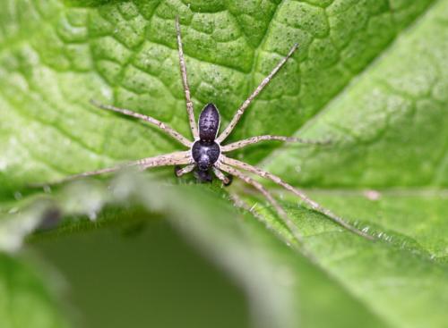 Philodromus dispar