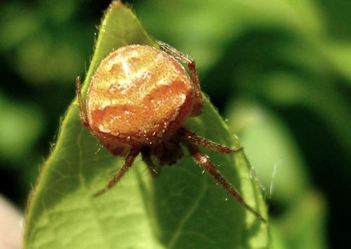 Réf. 57 264 : Araneus sp.