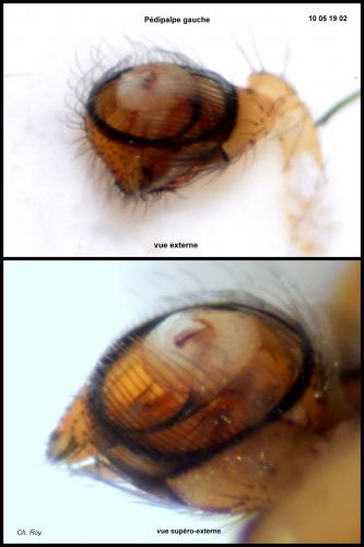 Kochiura aulica