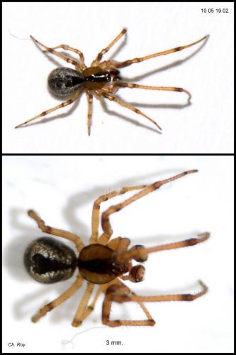 Kochiura aulica