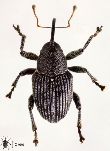Réf. 57 503 : Archarius pyrrhoceras