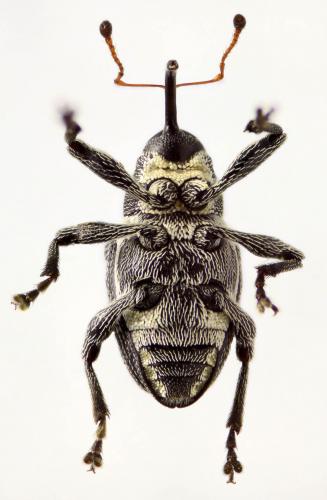 Réf. 57 504 : Archarius pyrrhoceras