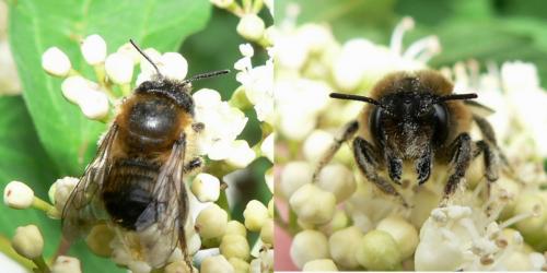 Megachile sp.