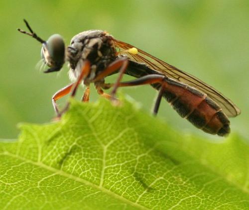 Dioctria hyalipennis