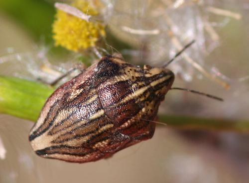 Réf. 57 874 : Odontotarsus purpureolineatus