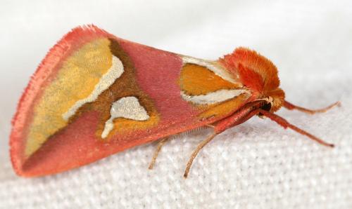 Axia margarita