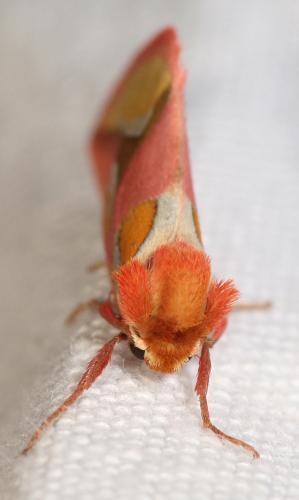 Réf. 57 677 : Axia margarita