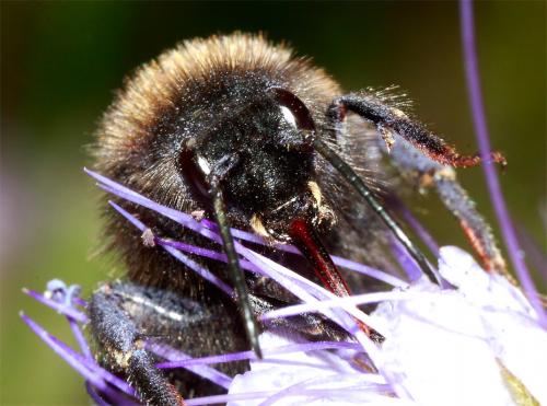 Bombus sp.