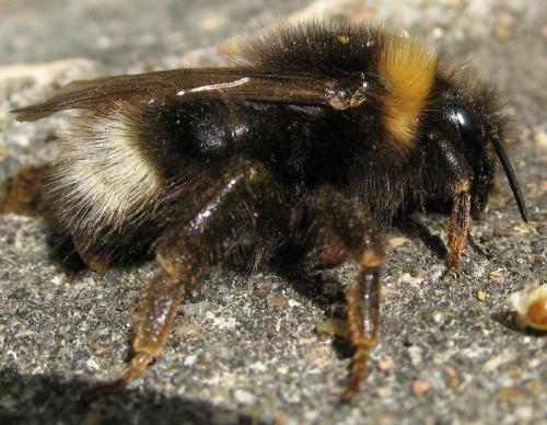 Bombus sylvestris