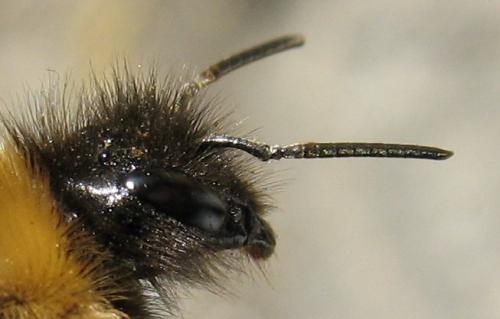 Bombus sylvestris