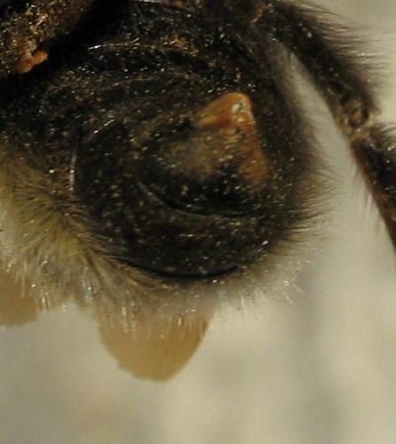 Réf. 57 174 : Bombus sylvestris