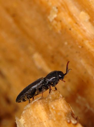 Réf. 57 872 : Eucnemis capucina
