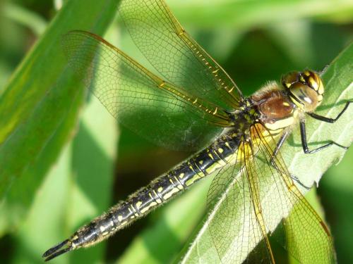 Réf. 57 449 : Brachytron pratense