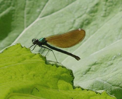 Calopteryx virgo