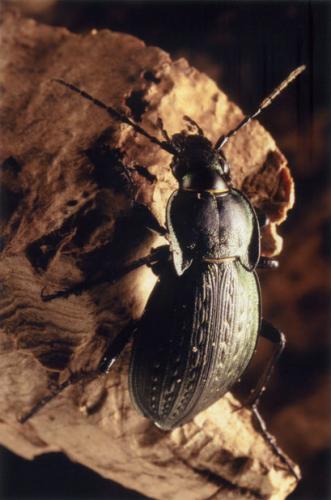 Réf. 57 089 : Carabus vagans
