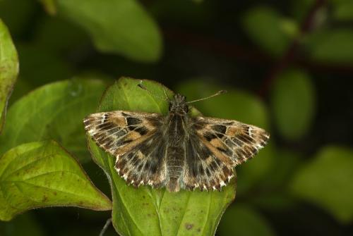 Carcharodus alceae