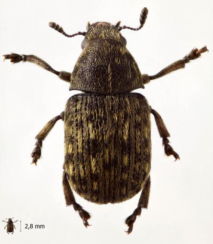 Réf. 57 032 : Anthribus nebulosus