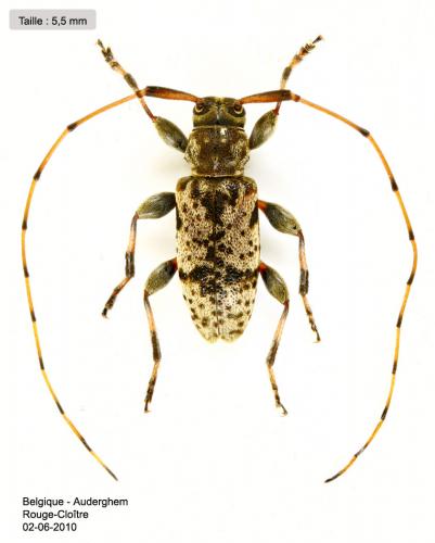 Réf. 57 935 : Leiopus femoratus