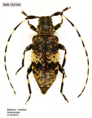 Leiopus linnei