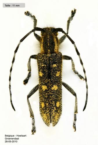 Saperda populnea